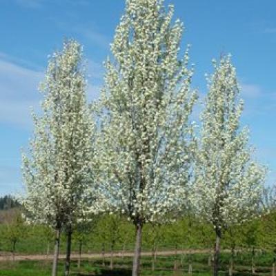 PYRUS CALLERYANA CHANTICLEER