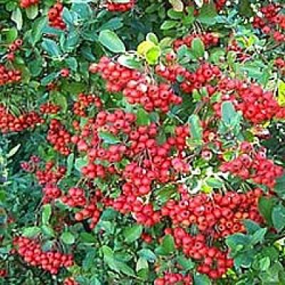 PYRACANTHA COCC. RED COLUMN