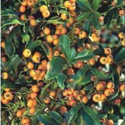 PYRACANTHA TETON