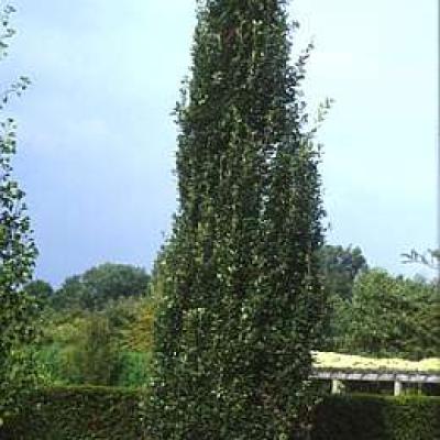 QUERCUS ROBUR FASTIGIATA