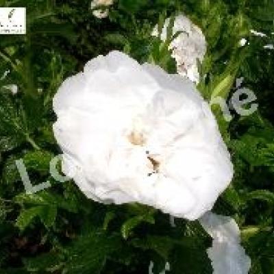 ROSA RUGOSA BLANC DOUBLE DE COUBERT