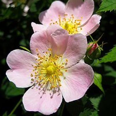 ROSA CANINA