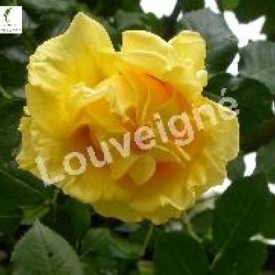 ROSA GOLDILOCKS
