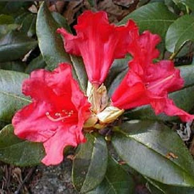 RHODODENDRON BADEN BADEN