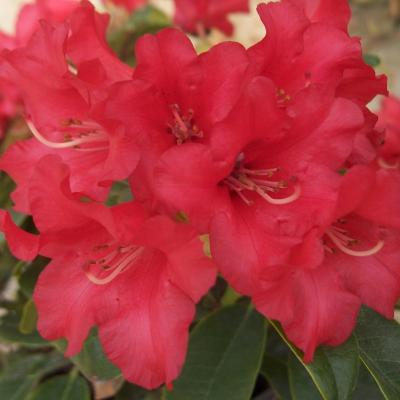 RHODODENDRON BENGALEN