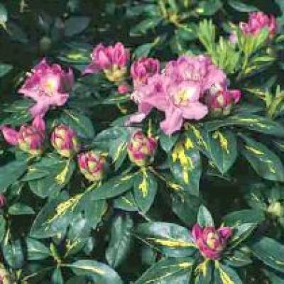 RHODODENDRON CATAWB. GOLDFLIMMER