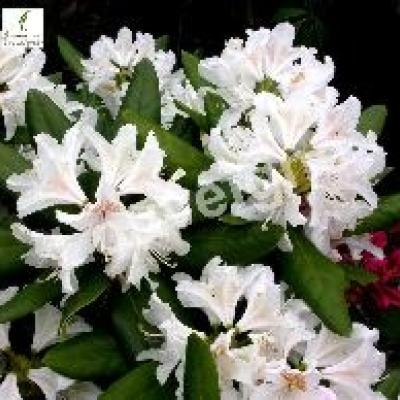 RHODODENDRON CUNNINGH. WHITE
