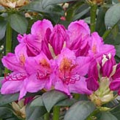 RHODODENDRON DELTA