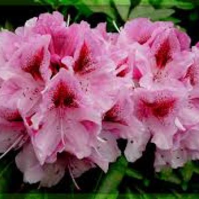 RHODODENDRON EXTRA 60/80/+