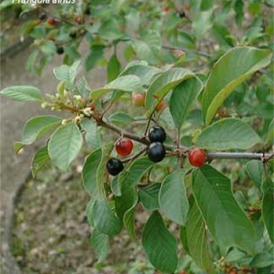 RHAMNUS FRANGULA