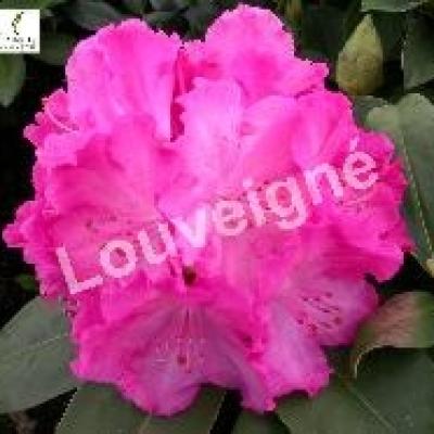 RHODODENDRON GERMANIA
