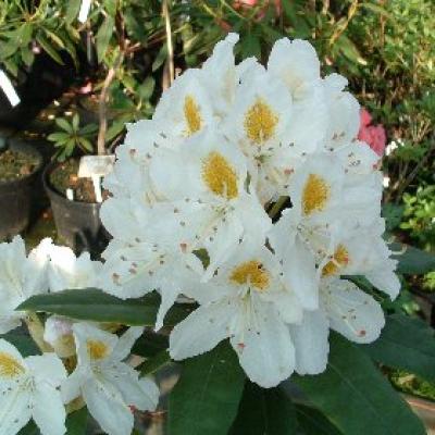 RHODODENDRON MADAME MASSON