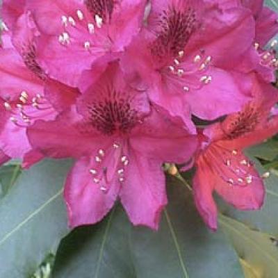 RHODODENDRON MARIE FORTIE