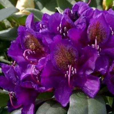 RHODODENDRON MARCEL MENARD