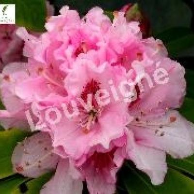 RHODODENDRON NOVA ZEMBLA