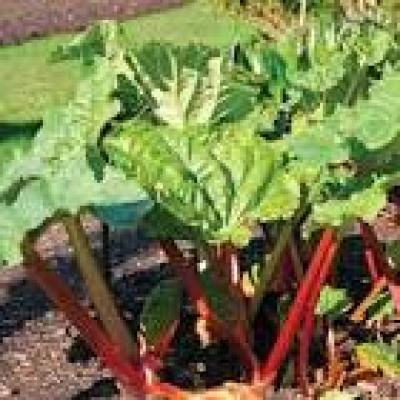 RHEUM OFFICINALE/Rhubarbe