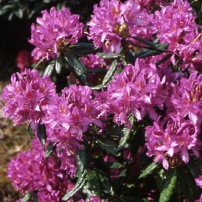 RHODODENDRON PONTICUM 30/40