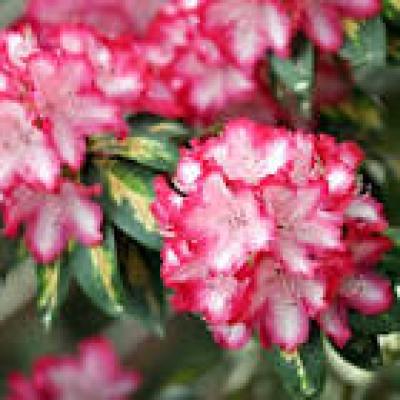 RHODODENDRON PRES. ROOSEVELT