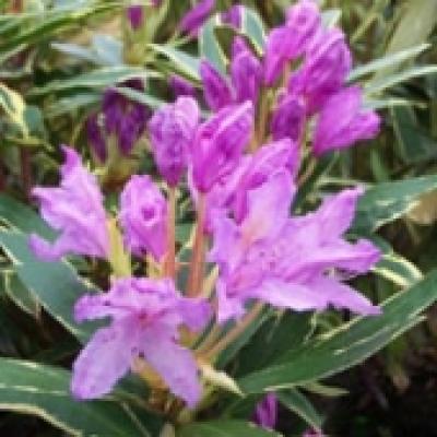 RHODODENDRON PONT.VARIEGATUM