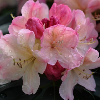 RHODODENDRON PERCY WISEMAN