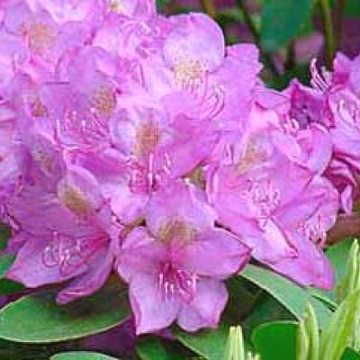 RHODODENDRON ROSEUM ELEGANS