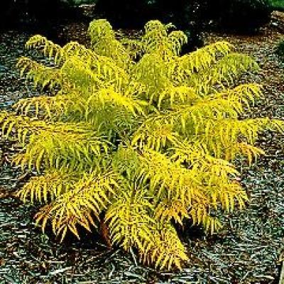 RHUS TYPHINA TIGER EYES®