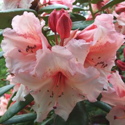 RHODODENDRON VIRGINIA RICHARDS