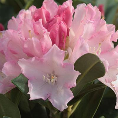 RHODODENDRON YAK DREAMLAND