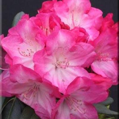 RHODODENDRON YAK. FANTASTICA