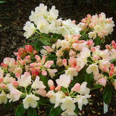 RHODODENDRON YAK. GOLDEN TORCH