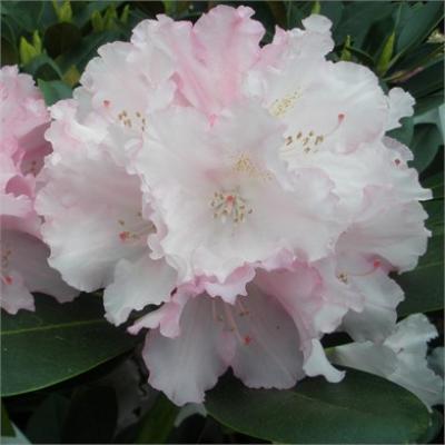 RHODODENDRON YAKU.SILBERWOLCHE