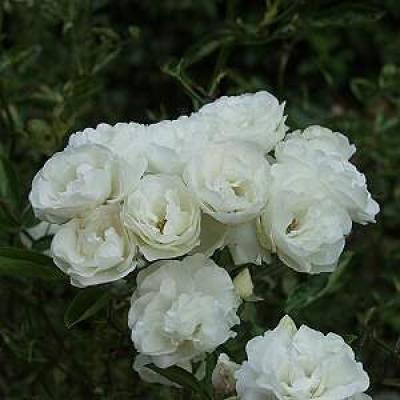 ROSA ICEBERG