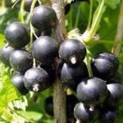 RIBES NIGRUM BOSKOOP GIANT