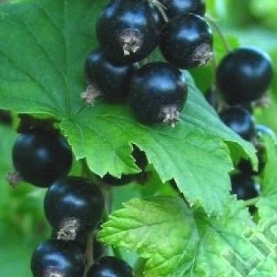 RIBES NIGRUM GOLIATH