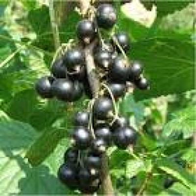 RIBES NIGRUM NOIR DE BOURGOGNE