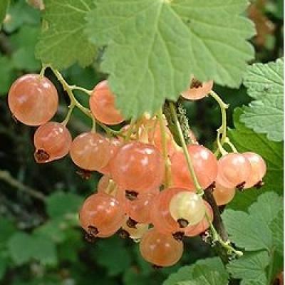 RIBES RUBRUM VERSAILLES BLANCHE