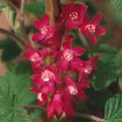 RIBES SANG. PULBOROUGH SCARLET