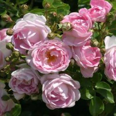 ROSA JASMINA®