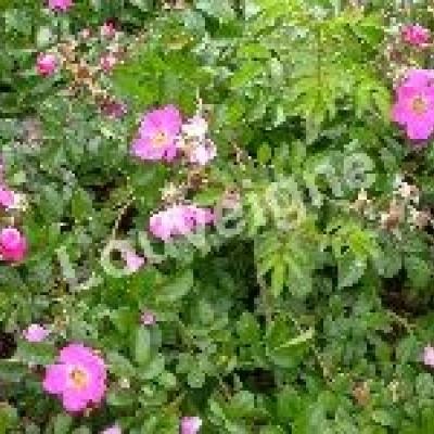 ROSA RUGOSA MAX GRAF