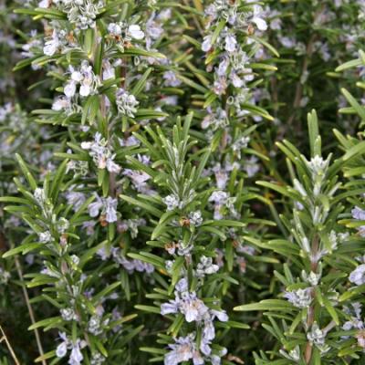 ROSMARINUS OFFICINALIS