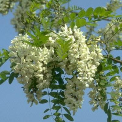 ROBINIA PSEUDOACACIA