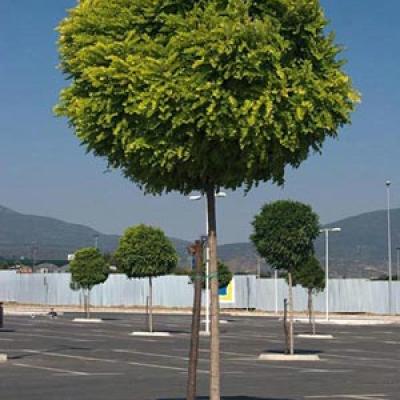 ROBINIA PSEUD. UMBRACULIFERA