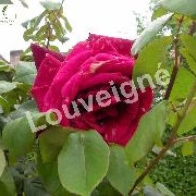 ROSA PERLE ROUGE