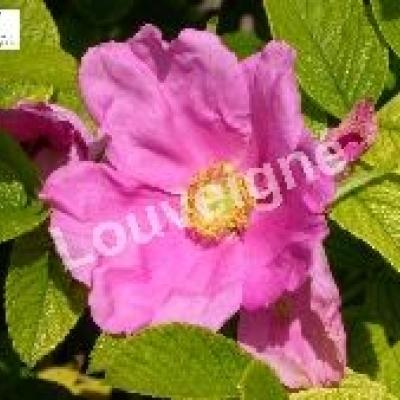 ROSA RUGOSA