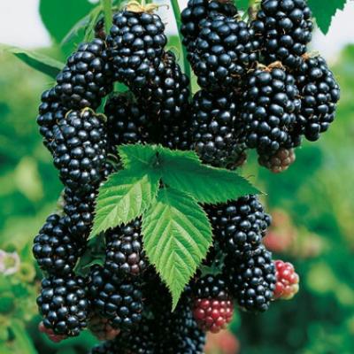 RUBUS FR. BLACK SATIN