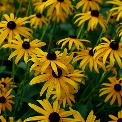 RUDBECKIA FULGIDA GOLDSTURM
