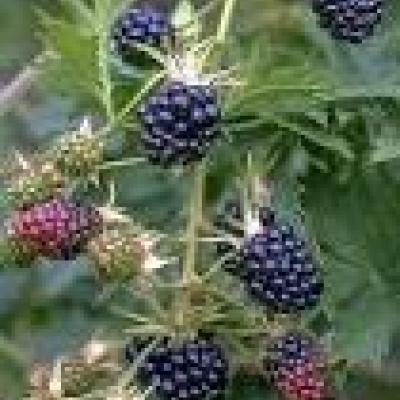 RUBUS FR. OREGON THORNLESS