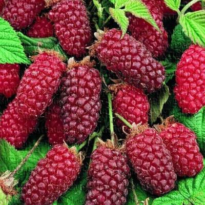 RUBUS FR. TAYBERRY