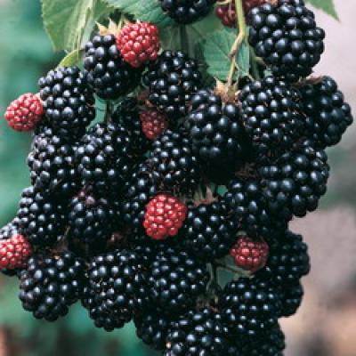 RUBUS FR. THORNFREE