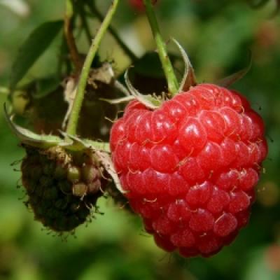 RUBUS IDAEUS MALLING PROMISE